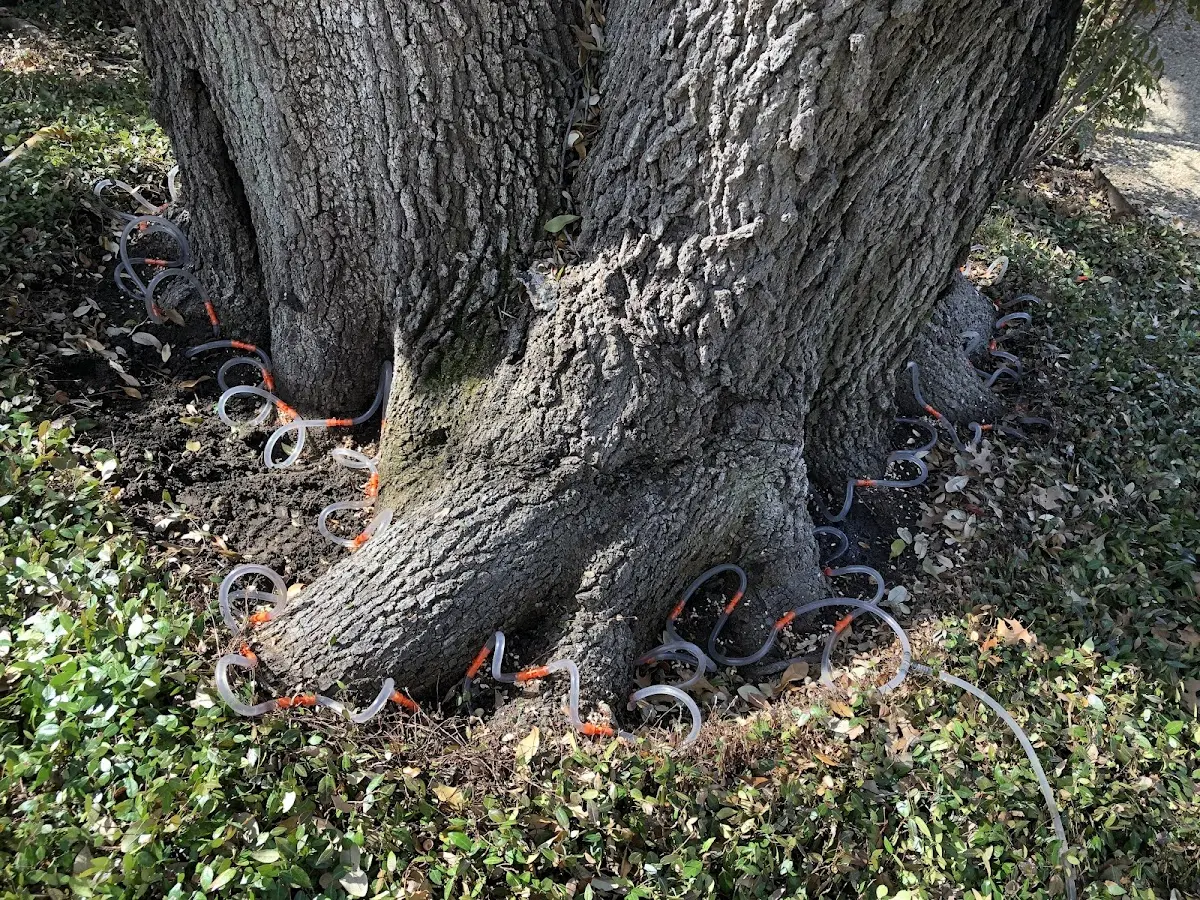 Detailed Tree Cabling and Bracing job site in Elmont