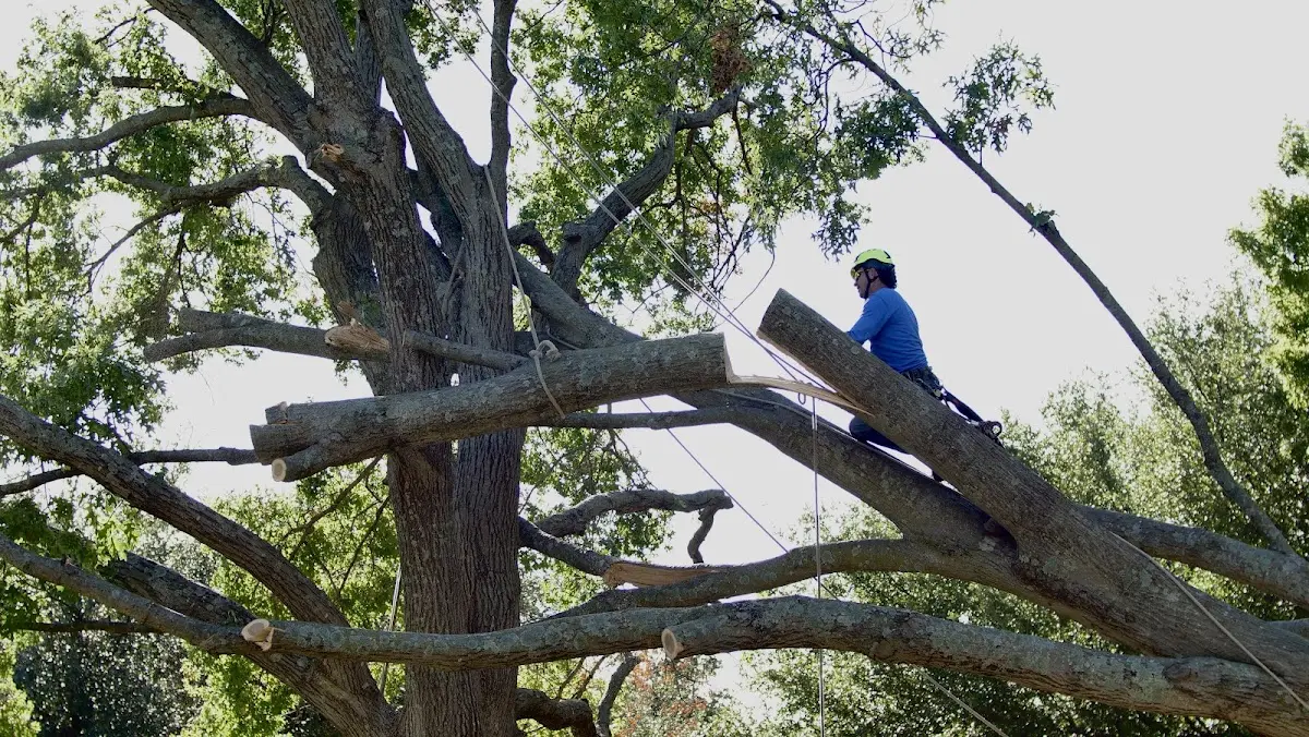 Professional Hazardous Tree Removal performed by certified arborists in Elmont