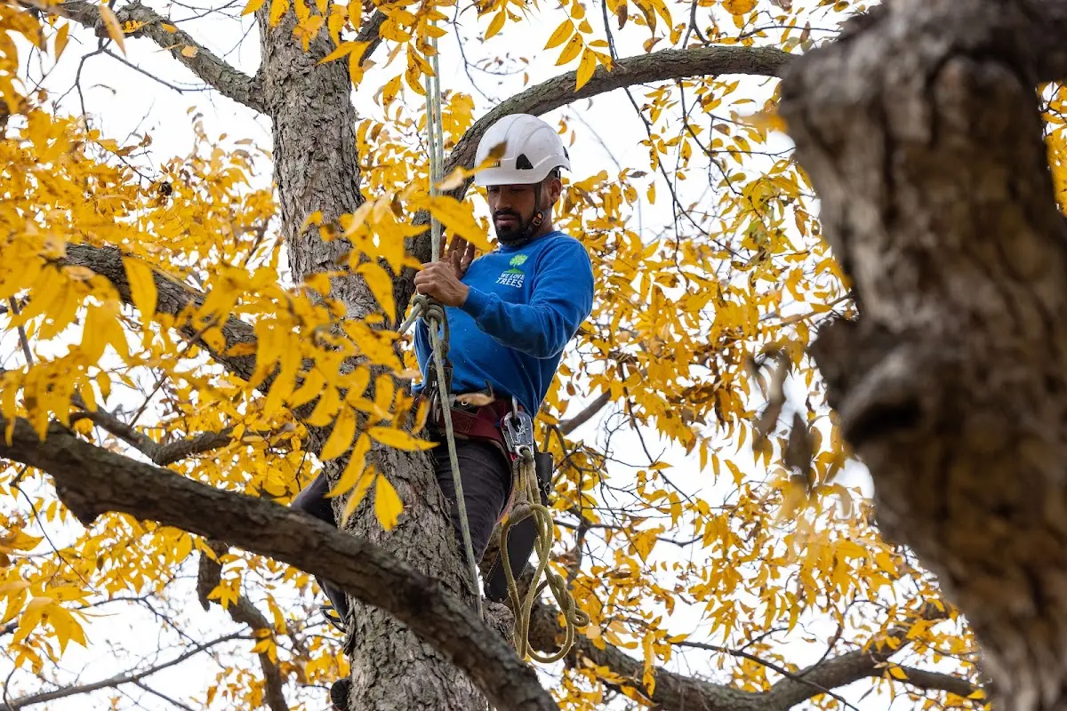 Skilled Tree Planting crew working in Elmont
